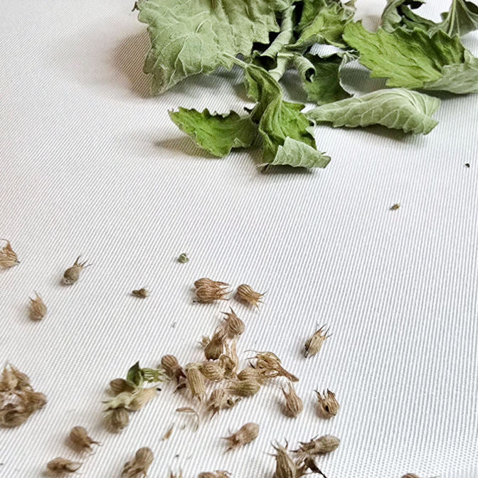 Catnip Seeds - Organically Grown - Pesticide and Fertilizer free