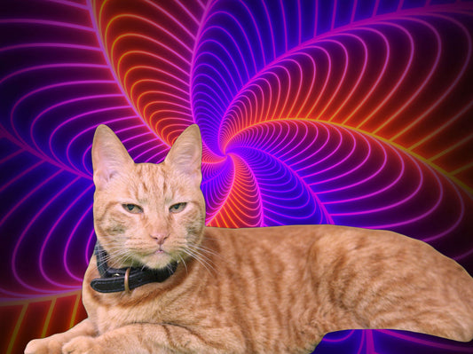 Bill after a whiff of catnip