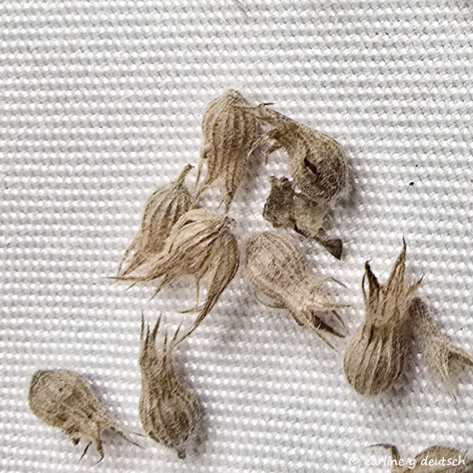 Nutlets of catnip. Each nutlet contains 3 or 4 seeds