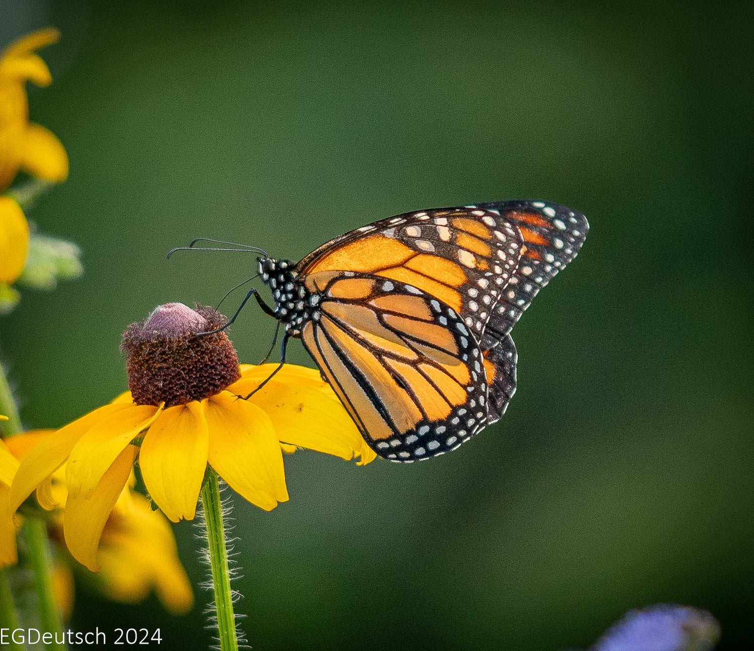 Bring on the Monarchs