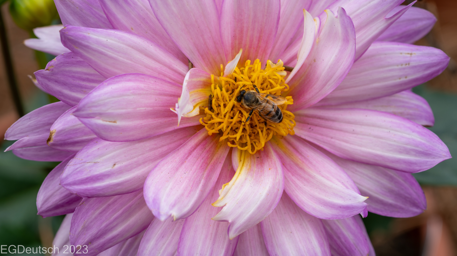 Bevy of Bees
