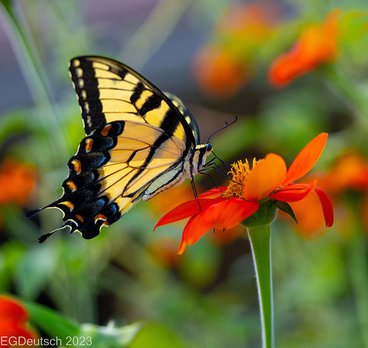 Swarms of Swallowtails