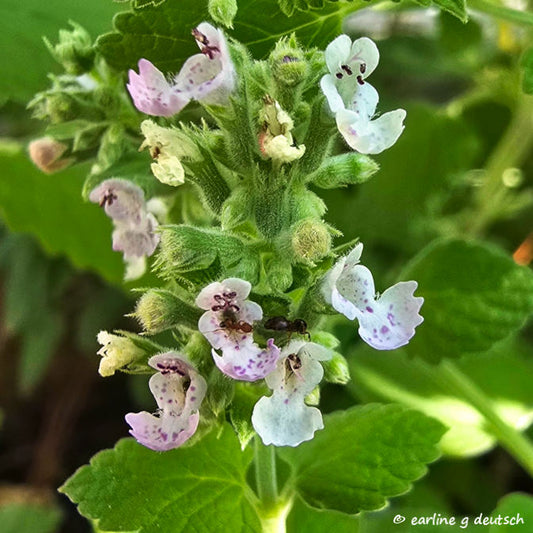 Catnip Seeds - Organically Grown - Pesticide and Fertilizer free